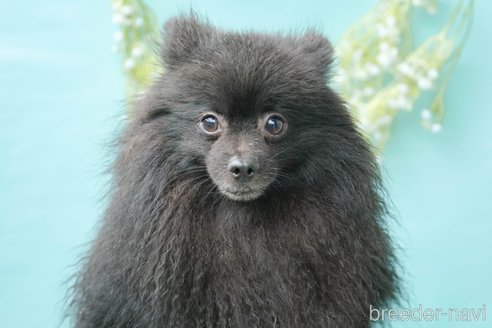 サンリュウAくん1枚目